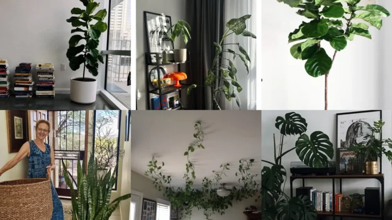 15+ Bold Plant Ideas For Guys Apartment That Look Sharp