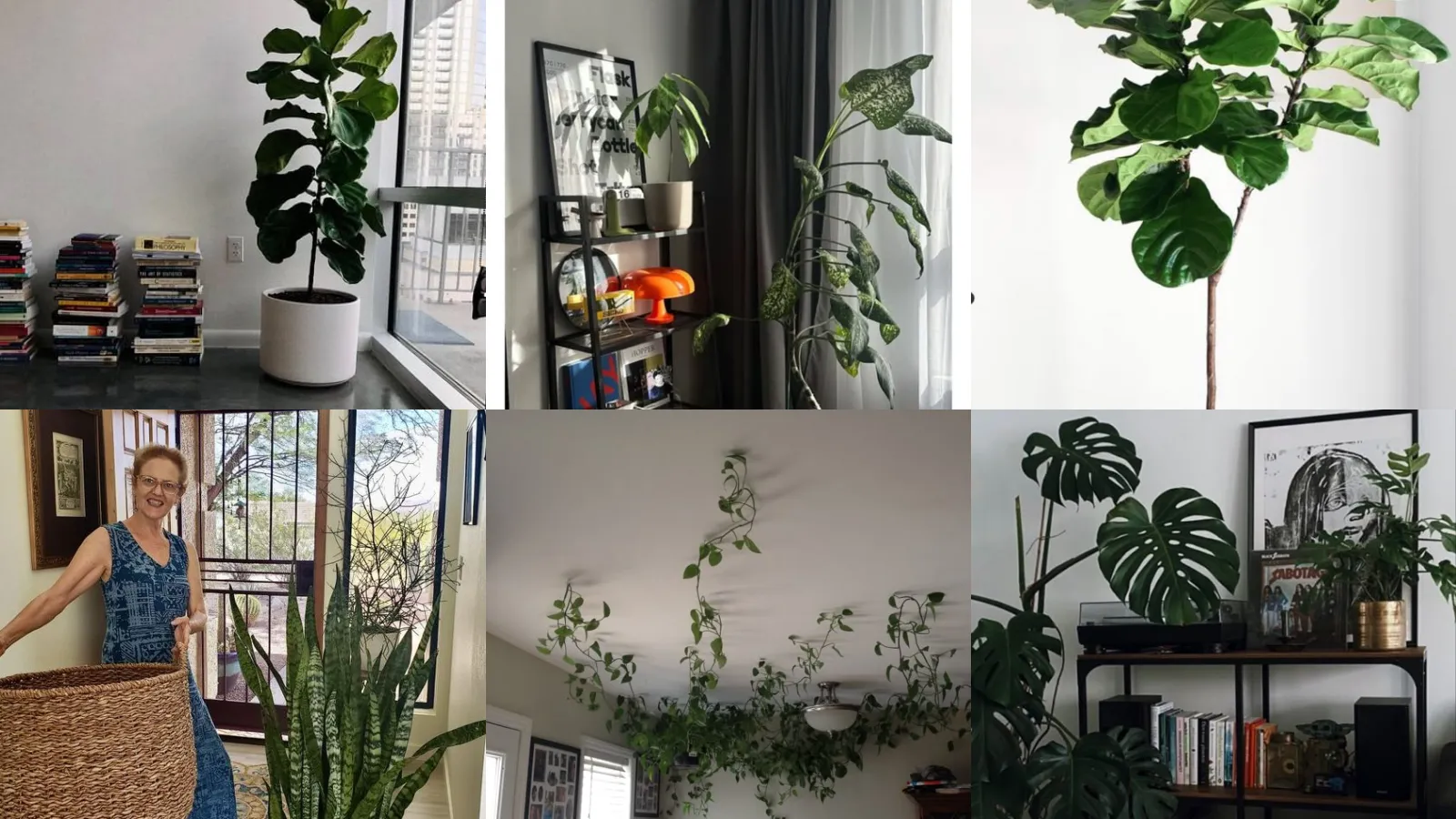 15+ Bold Plant Ideas For Guys Apartment That Look Sharp