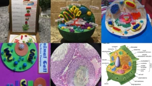 20+ Trendy Animal Cell Project Ideas You Can't Get Around