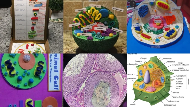 20+ Trendy Animal Cell Project Ideas You Can't Get Around