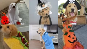 20 Cute Dog Halloween Costumes From Pumpkins to Pirates