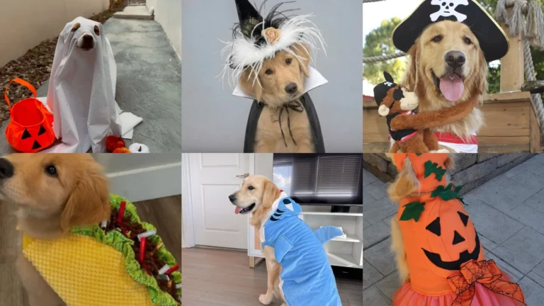 20 Cute Dog Halloween Costumes From Pumpkins to Pirates
